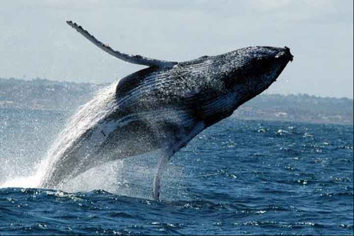 As baleias jubarte são parte do grupo dos misticetos ou “baleias de barbatana”, ou seja, animais que ao invés de dentes possuem em ambos os lados da boca uma cortina de cerdas filtradoras – as “barbatanas”, muito semelhantes às escovas.