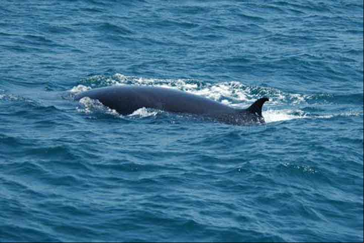 A baleia comum de Bryde (Balaenoptera brydei, Olsen, 1913) é uma de tamanho maior que ocorre mundialmente em águas temperadas e tropicais quentes, e a baleia Sittang ou Éden é uma menor que pode ser restrita ao Indo-Pacífico.