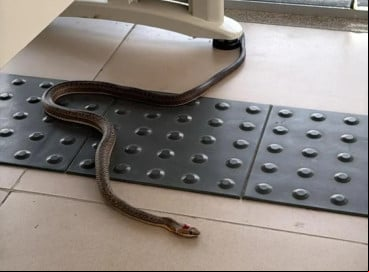 Sindicato denuncia infestação de cobras no fórum de Santa Quitéria 