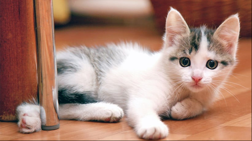 Imagem ilustrativa: Gato deitado em uma superfície de madeira 