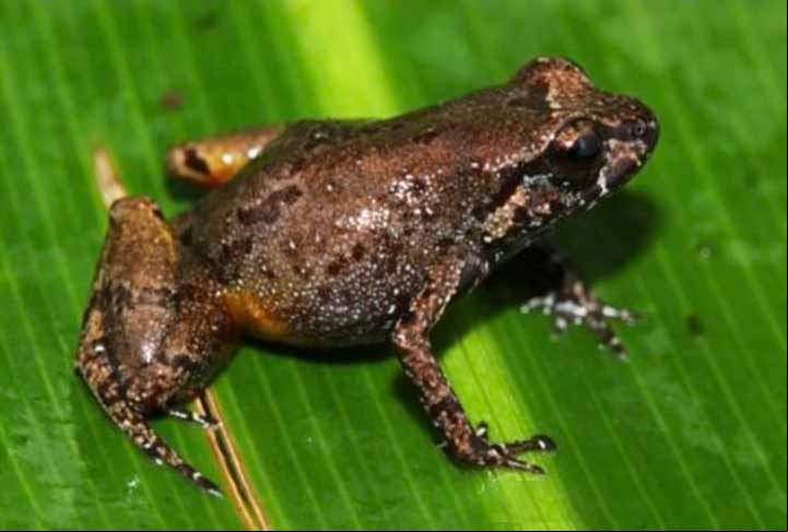 O nome Neblinaphryne imeri foi em homenagem à cadeia de montanhas na qual ele foi descoberto: a longínqua Serra do Imeri, na fronteira do Amazonas com a Venezuela.